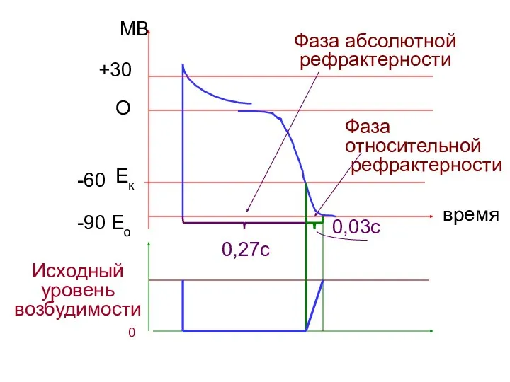 Eо -90 Ек -60 О МВ +30 время Исходный уровень возбудимости