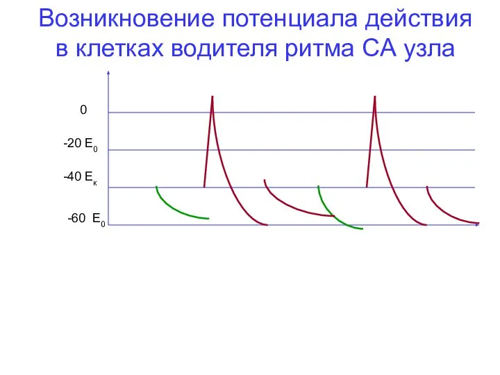 -60 Е0 -40 Ек 0 Возникновение потенциала действия в клетках водителя ритма СА узла -20 Е0