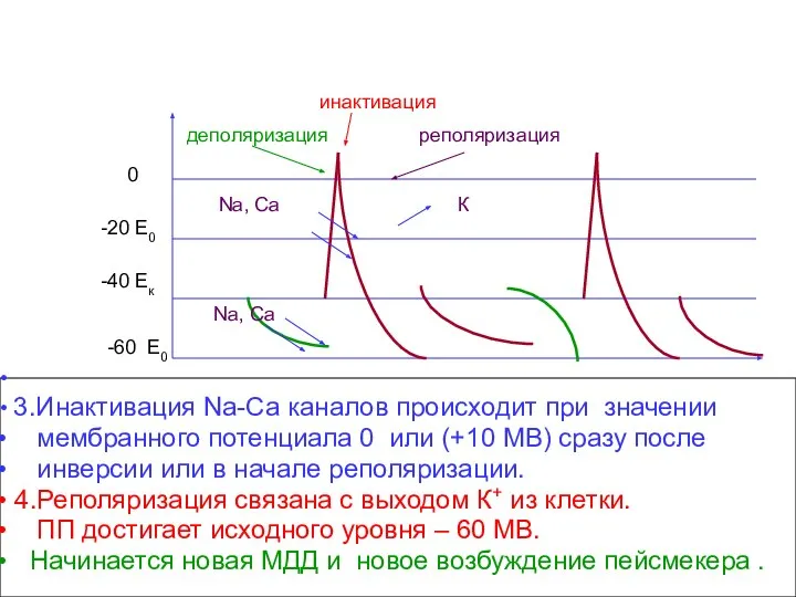 -60 Е0 -40 Ек 0 -20 Е0 1.Во время диастолы медленно