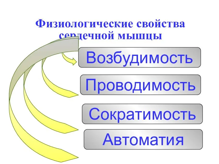 Физиологические свойства сердечной мышцы Возбудимость Проводимость Сократимость Автоматия