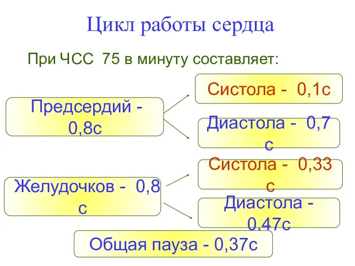 Цикл работы сердца При ЧСС 75 в минуту составляет: Предсердий -