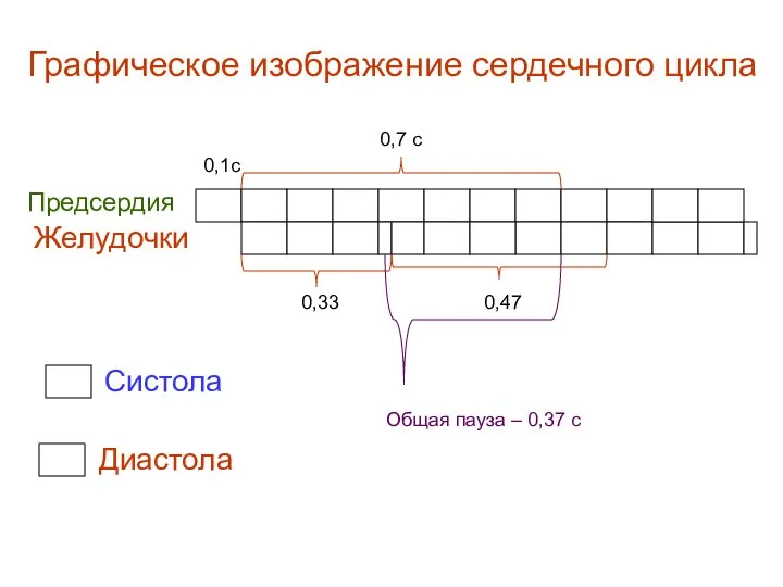 Графическое изображение сердечного цикла Предсердия Систола Диастола 0,7 с 0,1с 0,33