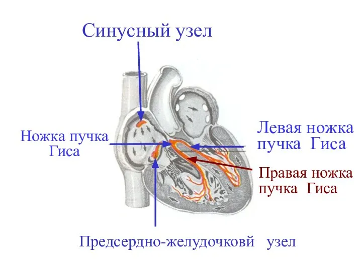 Синусный узел Предсердно-желудочковй узел Ножка пучка Гиса Левая ножка пучка Гиса Правая ножка пучка Гиса