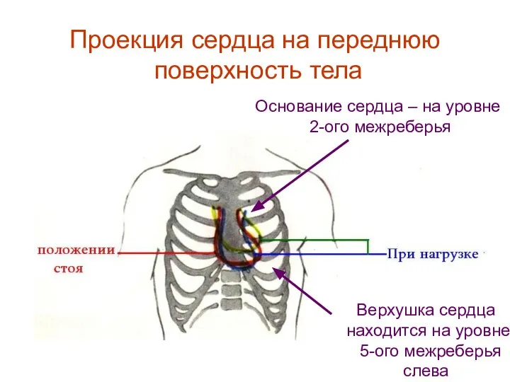 Проекция сердца на переднюю поверхность тела Верхушка сердца находится на уровне