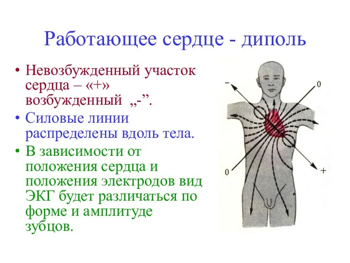 Работающее сердце - диполь Невозбужденный участок сердца – «+» возбужденный „-”.