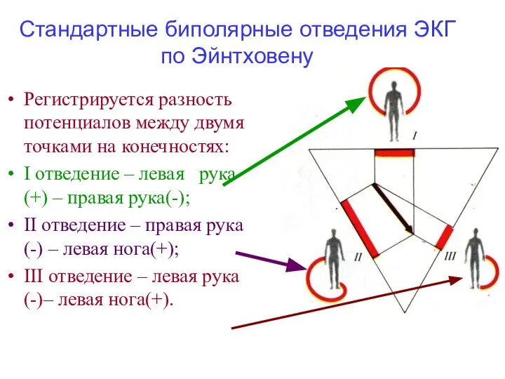 Регистрируется разность потенциалов между двумя точками на конечностях: I отведение –