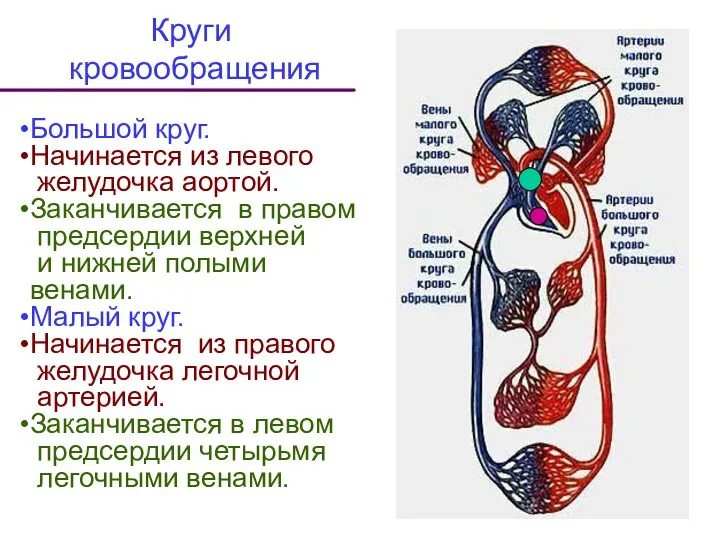 Круги кровообращения Большой круг. Начинается из левого желудочка аортой. Заканчивается в