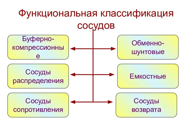 Функциональная классификация сосудов Буферно- компрессионные Сосуды распределения Сосуды сопротивления Обменно- шунтовые Емкостные Сосуды возврата