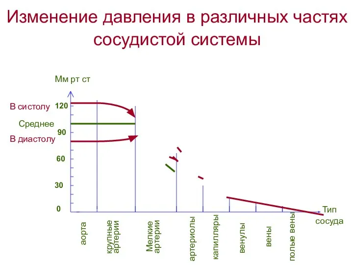 Изменение давления в различных частях сосудистой системы 0 30 60 90