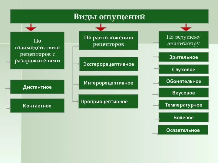 Виды ощущений По взаимодействию рецепторов с раздражителями Зрительное Контактное Дистантное По