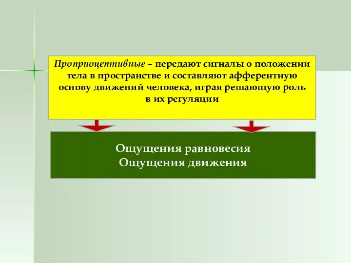 Проприоцептивные – передают сигналы о положении тела в пространстве и составляют