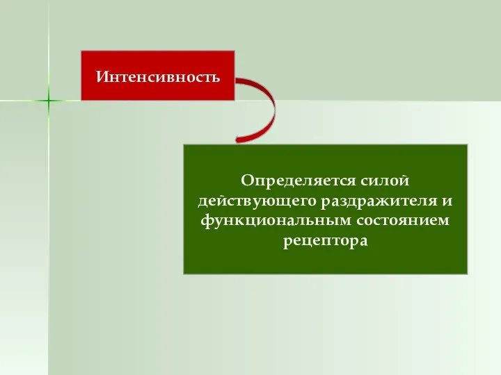 Интенсивность Определяется силой действующего раздражителя и функциональным состоянием рецептора