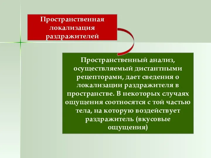 Пространственная локализация раздражителей Пространственный анализ, осуществляемый дистантными рецепторами, дает сведения о