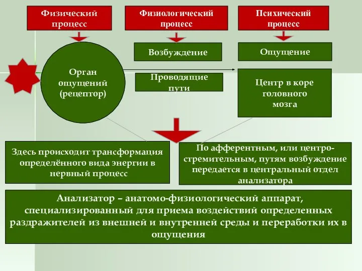 Физический процесс Физиологический процесс Психический процесс Орган ощущений (рецептор) Возбуждение Ощущение