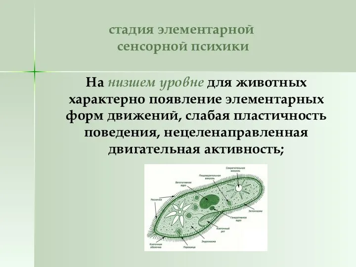 стадия элементарной сенсорной психики На низшем уровне для животных характерно появление