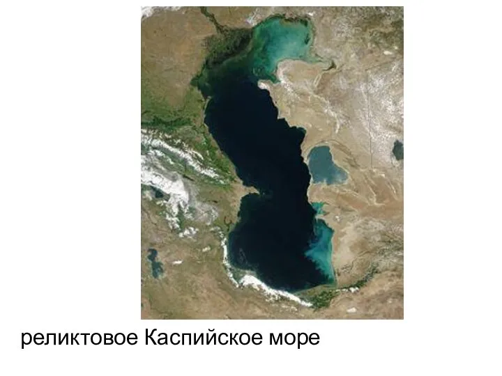 реликтовое Каспийское море