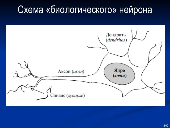 Схема «биологического» нейрона