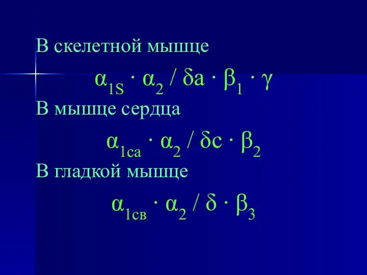 В скелетной мышце α1S ∙ α2 / δа ∙ β1 ∙