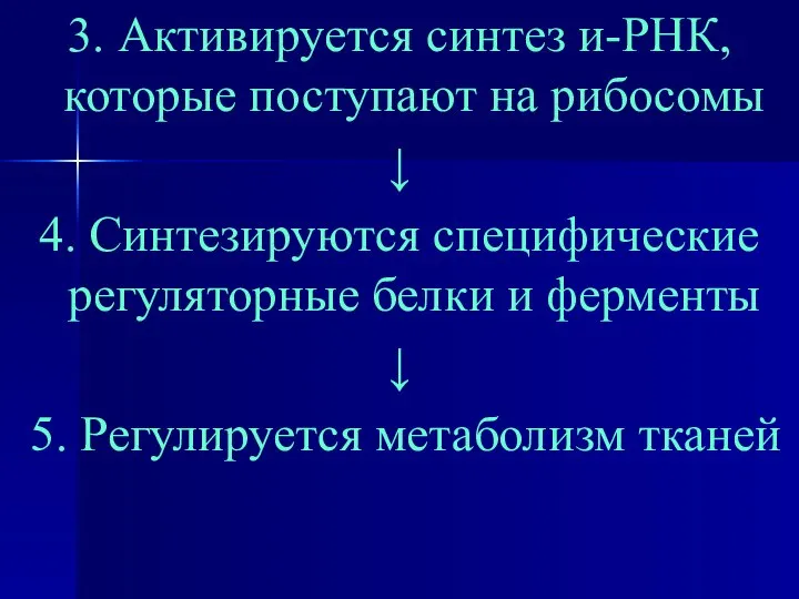 3. Активируется синтез и-РНК, которые поступают на рибосомы ↓ 4. Синтезируются