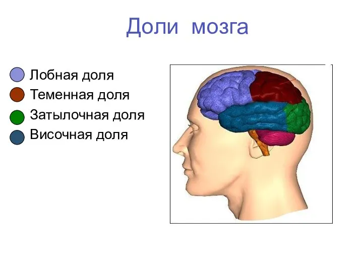 Доли мозга Лобная доля Теменная доля Затылочная доля Височная доля