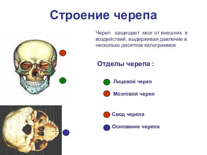 Строение черепа Лицевой череп Мозговой череп Основание черепа Свод (крыша) черепа