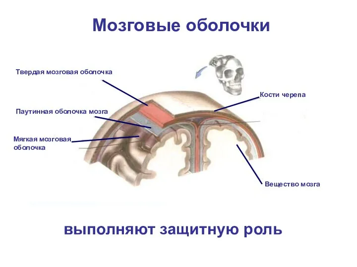 Мозговые оболочки Твердая мозговая оболочка Кости черепа Паутинная оболочка мозга Мягкая