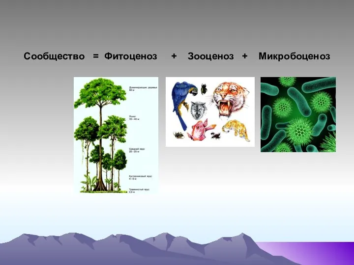 Сообщество = Фитоценоз + Зооценоз + Микробоценоз