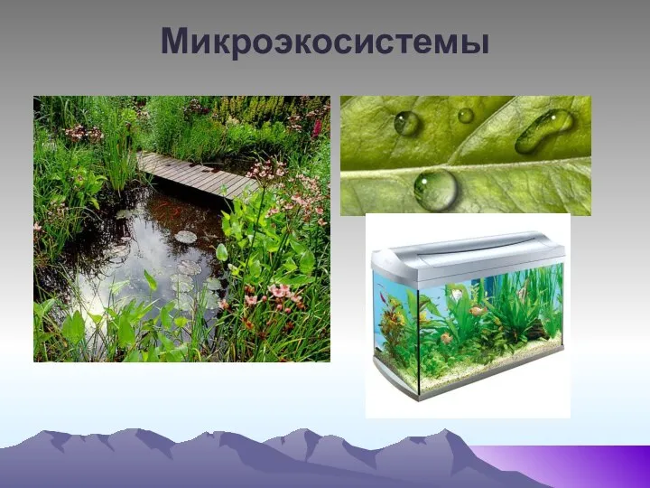 Микроэкосистемы