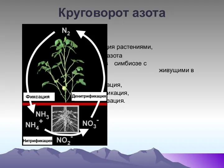 Круговорот азота 1 -ассимиляция растениями, 2- фиксация азота бактериями в симбиозе