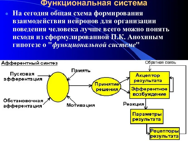 Функциональная система На сегодня общая схема формирования взаимодействия нейронов для организации