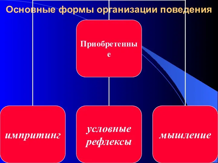 Основные формы организации поведения