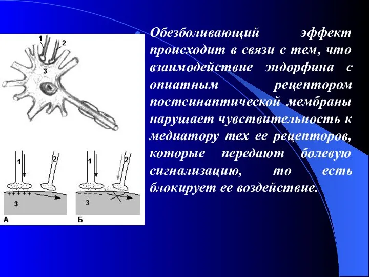 Обезболивающий эффект происходит в связи с тем, что взаимодействие эндорфина с