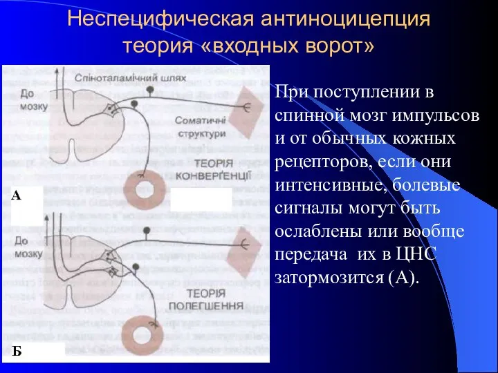 Неспецифическая антиноцицепция теория «входных ворот» При поступлении в спинной мозг импульсов