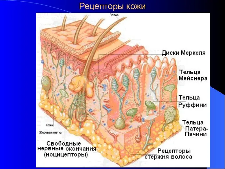 Рецепторы кожи