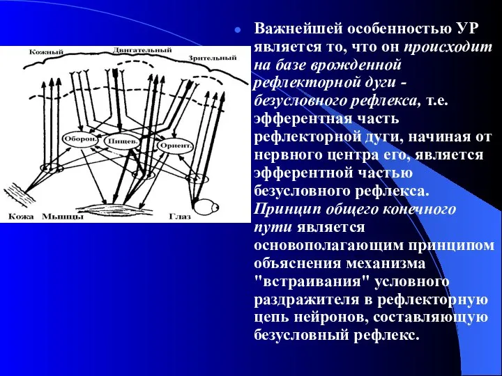 Важнейшей особенностью УР является то, что он происходит на базе врожденной