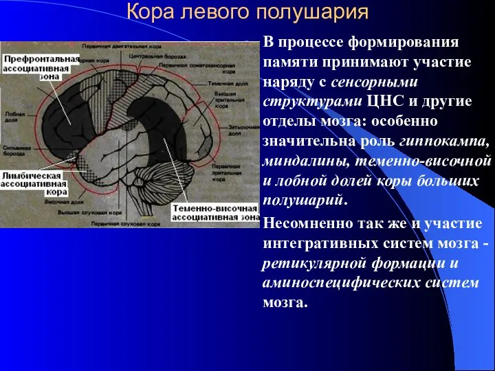 Кора левого полушария В процессе формирования памяти принимают участие наряду с