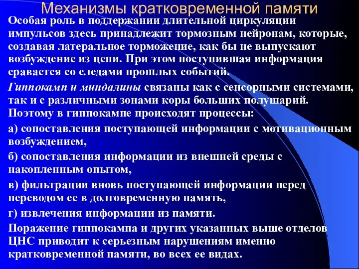 Механизмы кратковременной памяти Особая роль в поддержании длительной циркуляции импульсов здесь