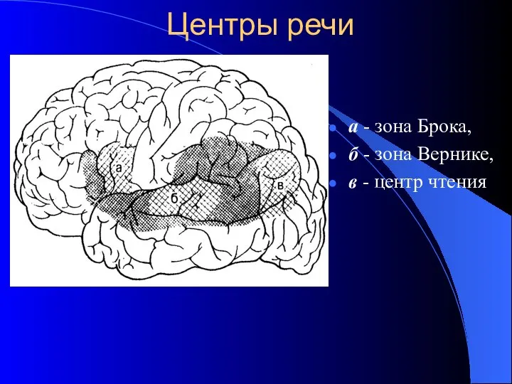 Центры речи а - зона Брока, б - зона Вернике, в - центр чтения