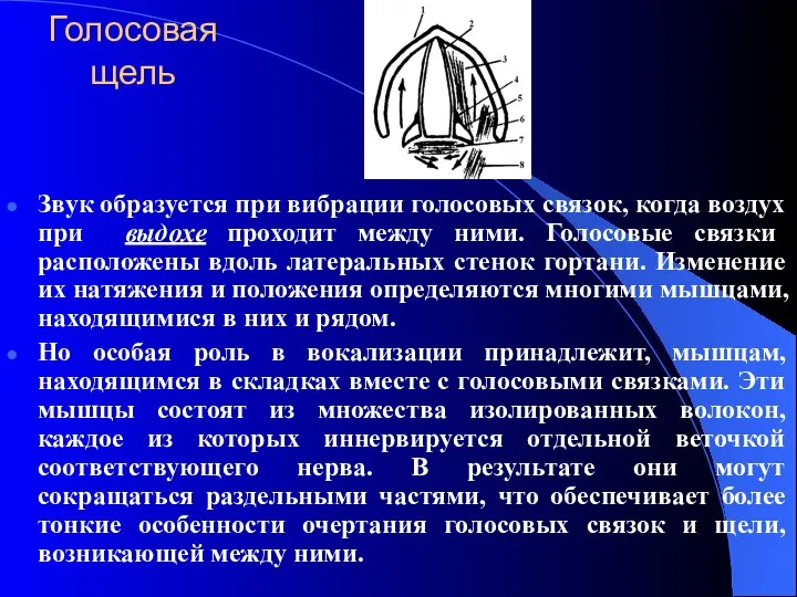 Голосовая щель Звук образуется при вибрации голосовых связок, когда воздух при