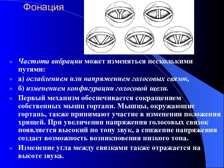 Фонация Частота вибрации может изменяться несколькими путями: а) ослаблением или напряжением