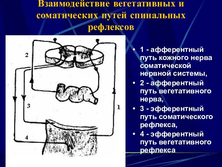 Взаимодействие вегетативных и соматических путей спинальных рефлексов 1 - афферентный путь