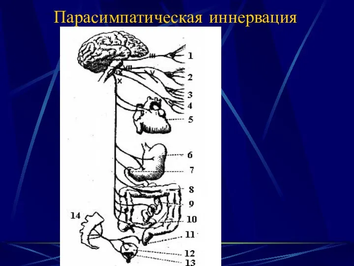 Парасимпатическая иннервация