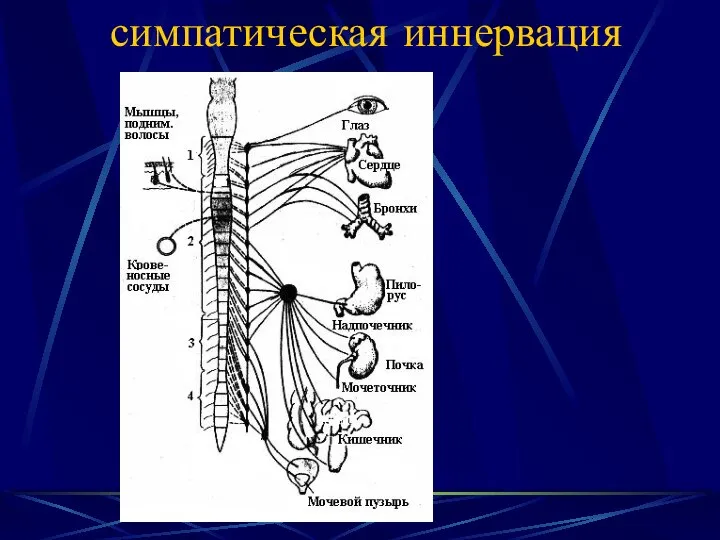 симпатическая иннервация