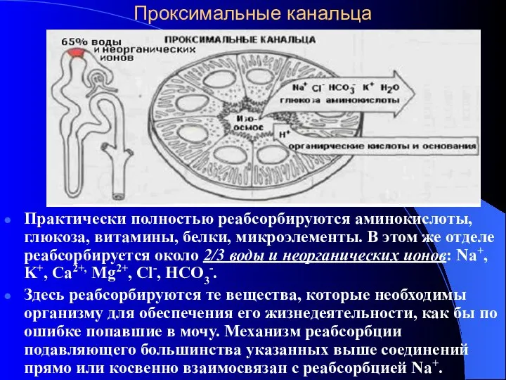 Проксимальные канальца Практически полностью реабсорбируются аминокислоты, глюкоза, витамины, белки, микроэлементы. В