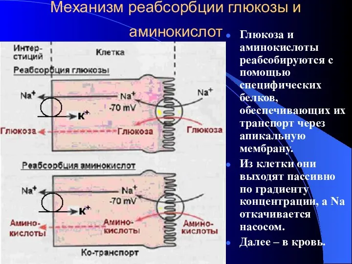 Механизм реабсорбции глюкозы и аминокислот Глюкоза и аминокислоты реабсобируются с помощью