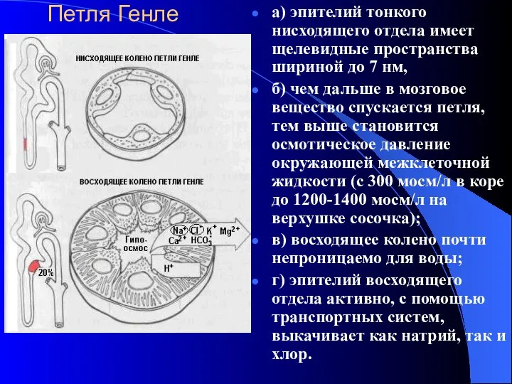 Петля Генле а) эпителий тонкого нисходящего отдела имеет щелевидные пространства шириной