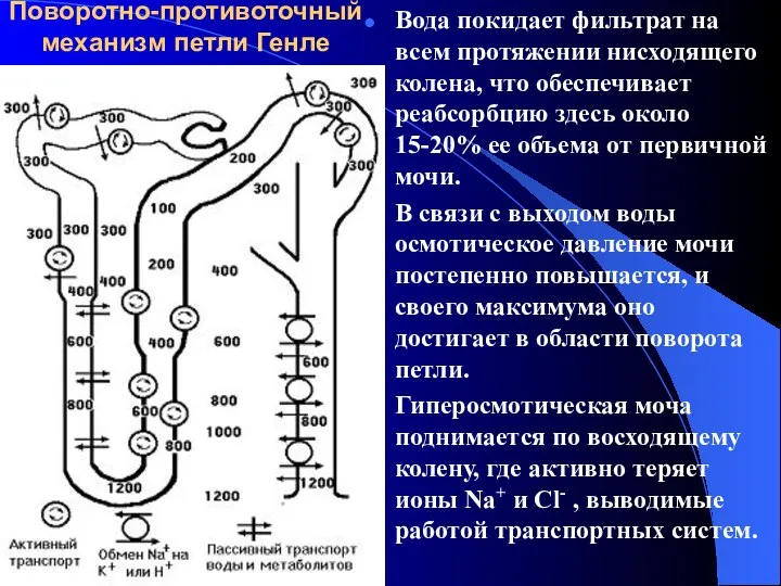 Поворотно-противоточный механизм петли Генле Вода покидает фильтрат на всем протяжении нисходящего