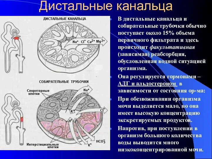 Дистальные канальца В дистальные канальца и собирательные трубочки обычно поступает около