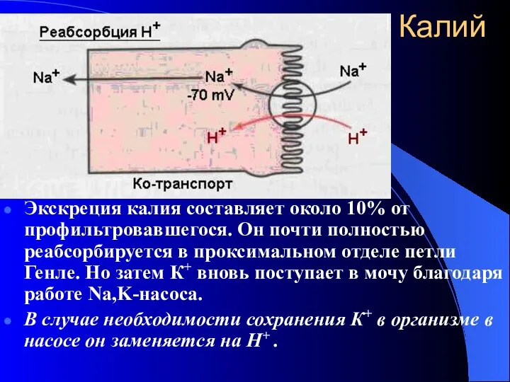 Калий Экскреция калия составляет около 10% от профильтровавшегося. Он почти полностью