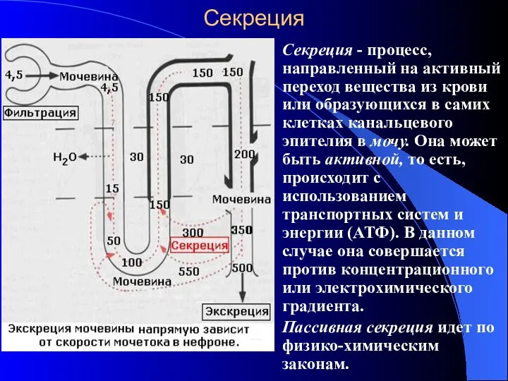 Секреция Секреция - процесс, направленный на активный переход вещества из крови